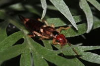 Un Pince-oreille. Une larve (Dermaptre - Forficulidae - Forficula sp.)